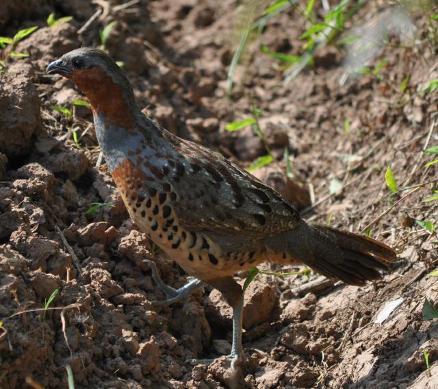 chinese bamboo partridge